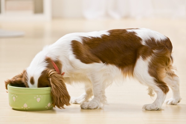 Spaniel eating out of a dog bowl.