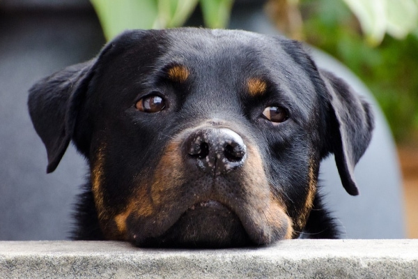 Rottweiler resting his chin on a railing