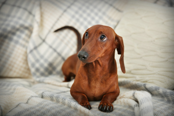 Dachshund laying down on a blanket