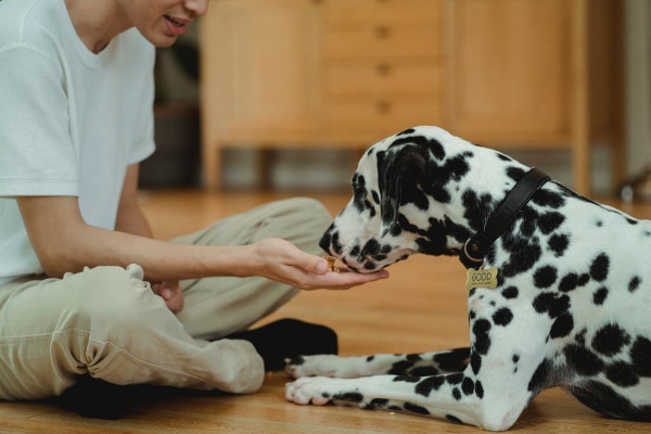 Owner giving Dalmation methocarbamol medication