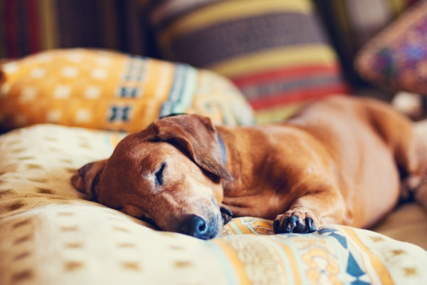 Dachshund sleepy after being given methocarbamol for back pain