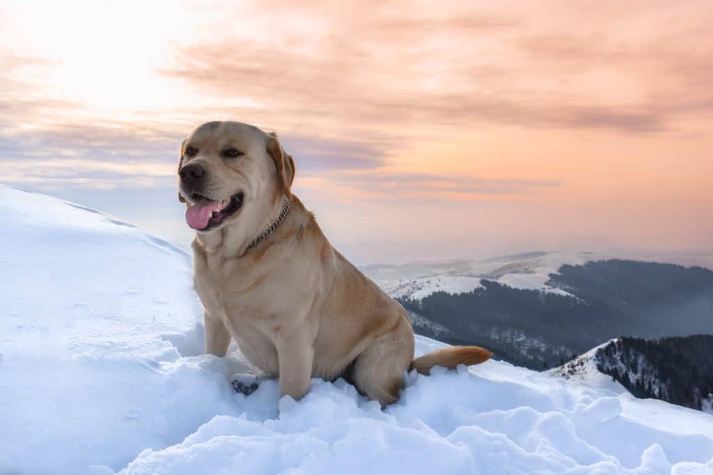 Yellow Labrador Retriever on snowy mountain at sunset