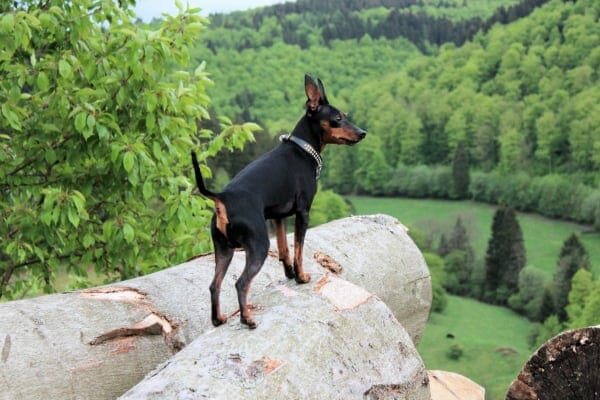 Miniature Pinscher with myasthenia gravis standing outside and looking at the view