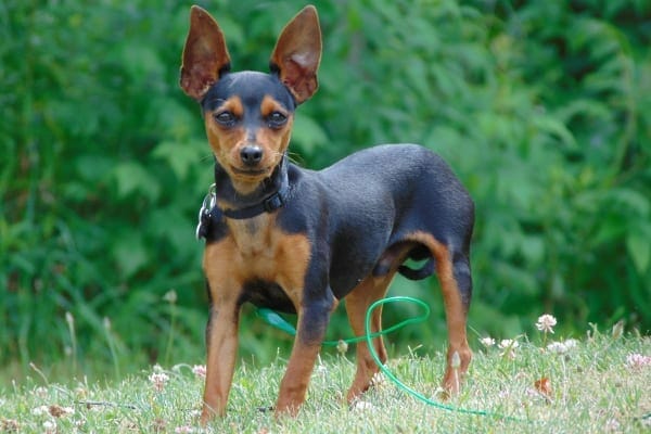 Miniature pinscher dog with myasthenia gravis standing in green grass