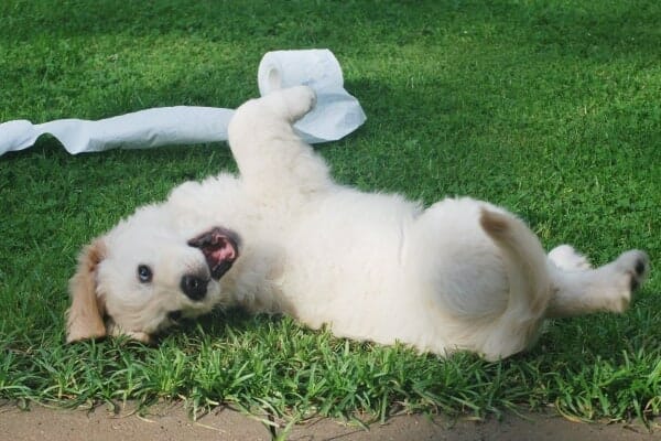 white puppy playing in grass with toilet paper roll. photo