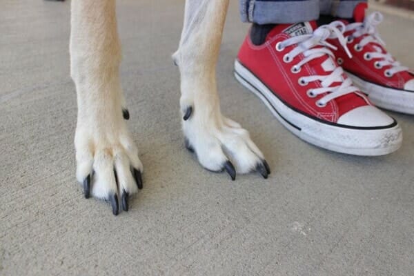 dog's black toenails