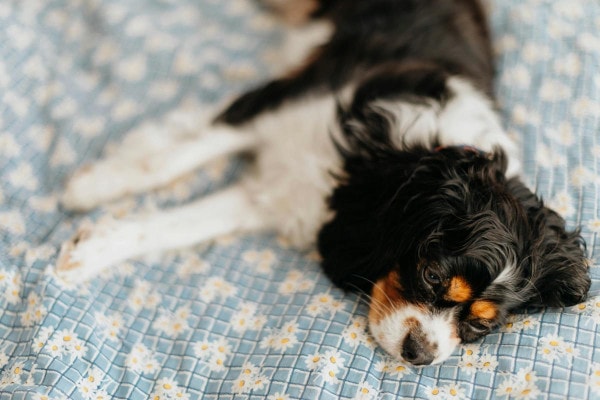 Cavalier King Charles Spaniel, a dog breed prone to mitral valve disease in dogs, laying down on the bed