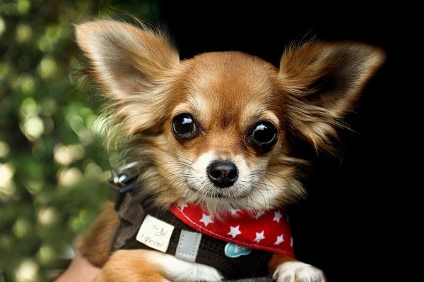 Long-haired Chihuahua wearing a red bandana