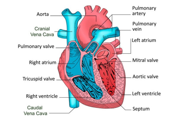 Diagram of a heart showing the location of the mitral valve and other structures