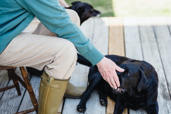 Owner giving her dog medication for mitral valve heart disease