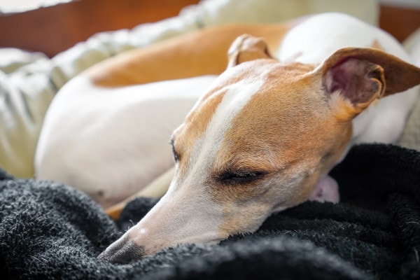 Italian Greyhound sleeping on the bed