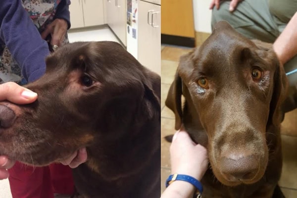Side view and front view of a dog with MMM. Photo credit: Kelly Collins Norris, DVM