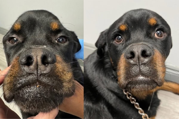 Close up of dog's face with MMM Photo credit: Catherine George Turberville, DVM