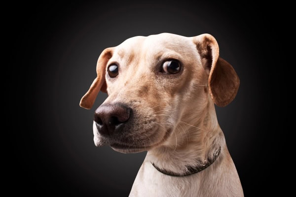 Close up of dog's face