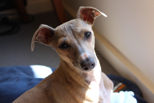 Italian Greyhound sitting in the sun indoors with head tilted as if listening to the question, "can dogs get monkeypox?"