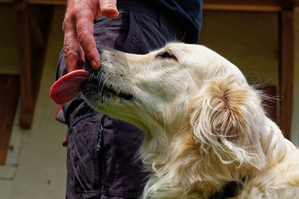 Golden Retriever licking her owners hand