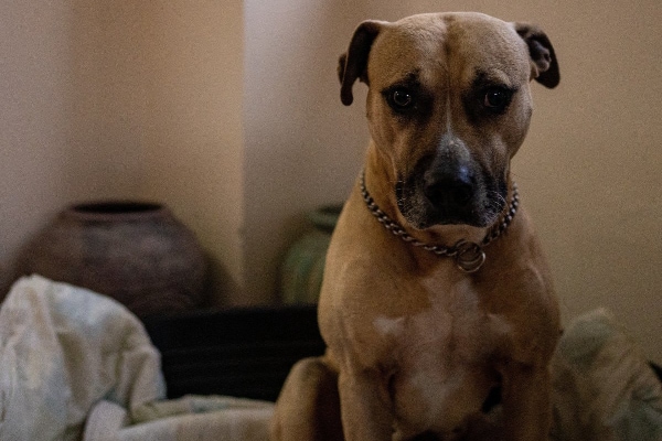 Pitbull looking sad while sitting in isolation