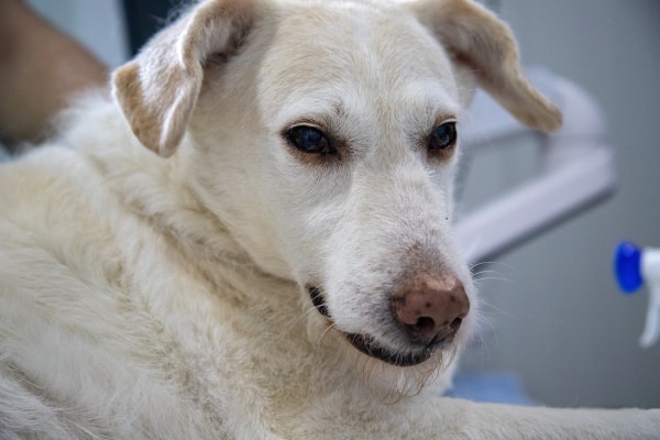 Labrador mix dog with irritated eyes in a vet clinic