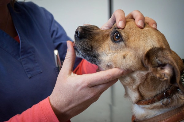 Dog being examined by a vet for canine mouth cancer