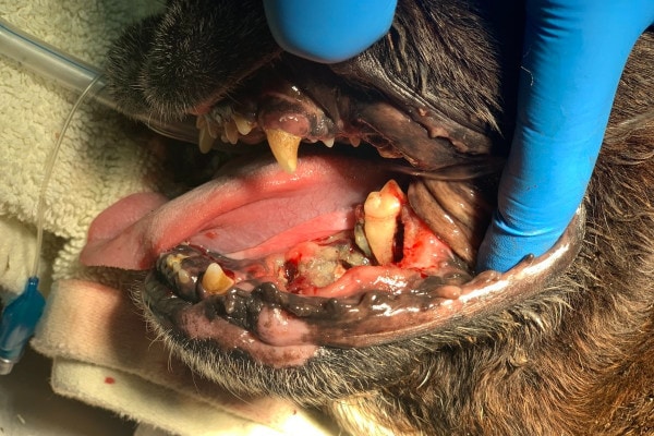 A dog with mouth cancer under anesthesia. The mouth cancer has eaten away at his lower jaw