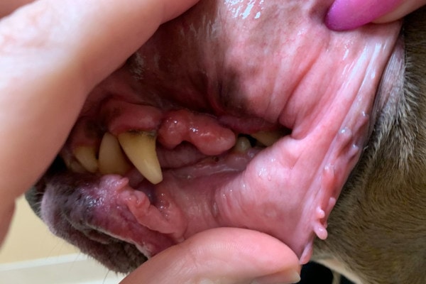Dog with a gingival mass that could be mouth cancer