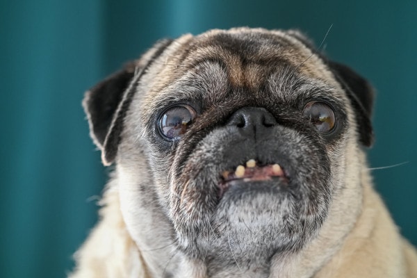 Mouth cancer that is causing loose teeth in this Pug