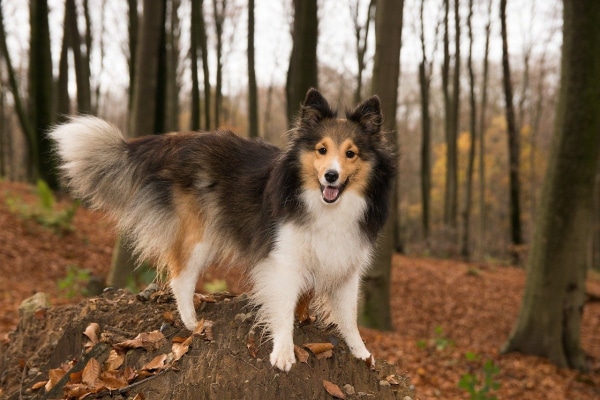 Sheltie out in the woods, photo