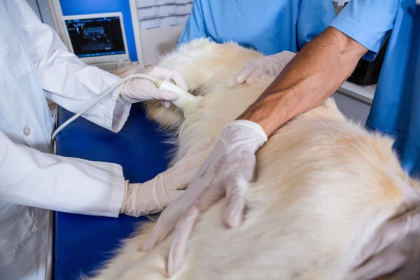 Golden Retriever on its side having an ultrasound performed on its abdomen, photo