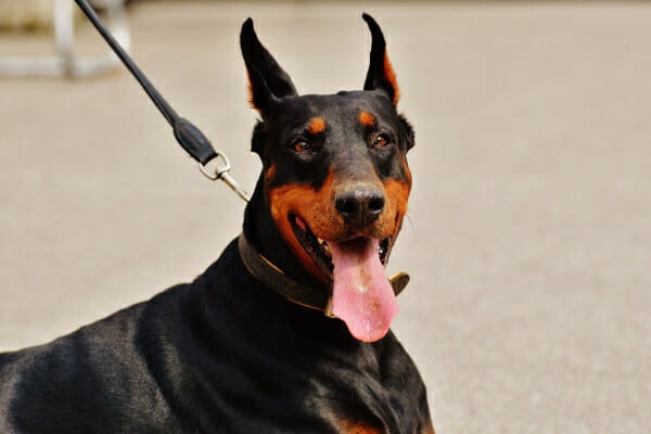 Doberman on a walk, photo