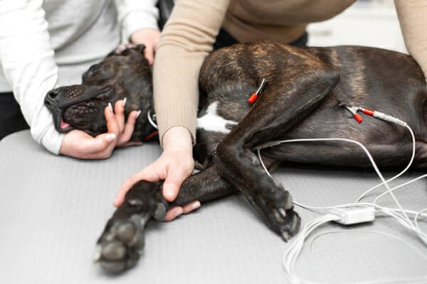A brindle dog on it's side for an EKG reading, photo