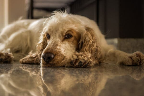 A cream-colored Spaniel laying down on the kitchen floor, photo