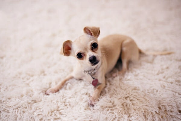 Tiny chihuahua laying down on a fluffy mat, photo