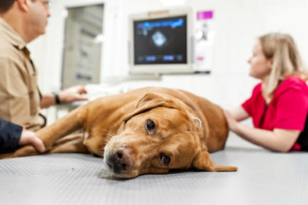 A red Lab mix on the exam table for a cardiac ultrasound, photo