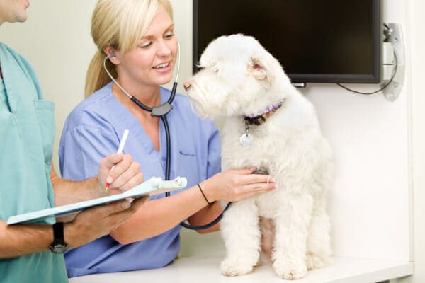 A veterinarian listening to a dogs heart, photo