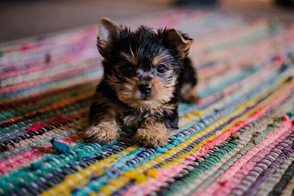 Small Yorkie puppy on a colorful rug, photo
