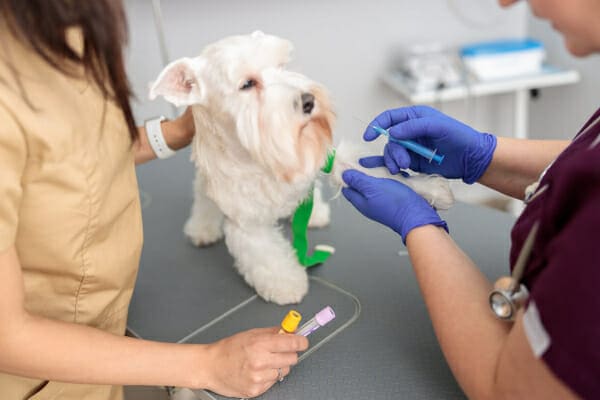 West Highland White Terrier receiving a IV injection for a myasthenia gravis test