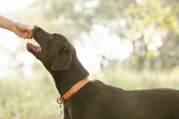 Dog owner giving a  Labrador Retriever some medication for myasthenia gravis