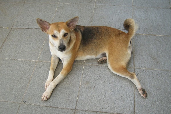 Dog laying down on the tile floor as example of end-stage degenerative myelopathy