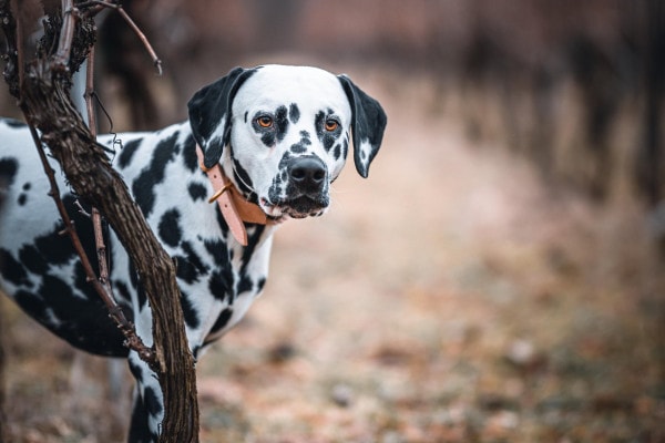 Dalmation standing outside in the field