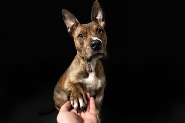 Pit Bull Mix holding his paw out to his owners hand, photo