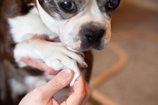 Owner holding a gauze to a Boston Terrier's nail, photo