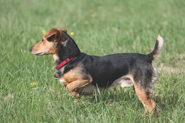 Terrier mix holding up a foot in the grass, photo