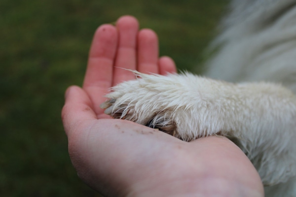 Owner holding a dog paw in their hand, photo