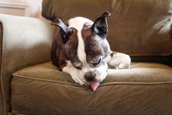 Boston Terrier on the couch licking at his nails, photo