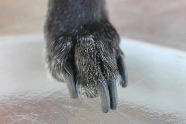 Labrador paw with very long toenails, photo