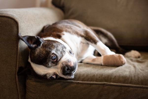 Boston Terrier lying on the couch with his paw bandaged, photo