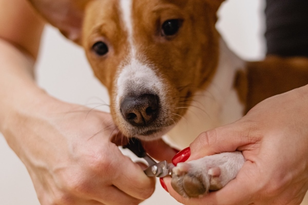 Help! My Dog Ripped a Nail Off! - Dr. Buzby's ToeGrips for Dogs