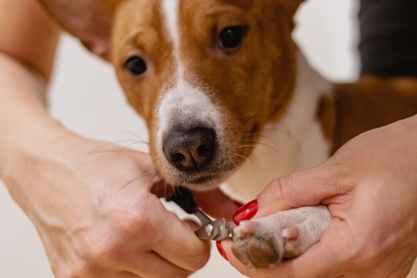 Basenji having his nails trimmed by owner, photo