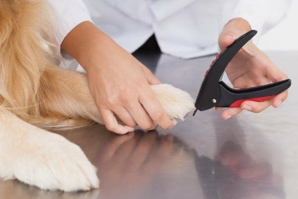 Can i clip my shop dog's nails with toenail clippers