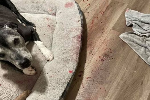 Senior dog surrounded by blood splattered on the floor from a dog nasal tumor